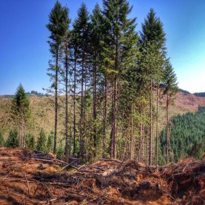 BLM leaves little clumps of trees in their clearcuts and asks us not to call them clearcuts. Sorry BLM, still a clearcut.