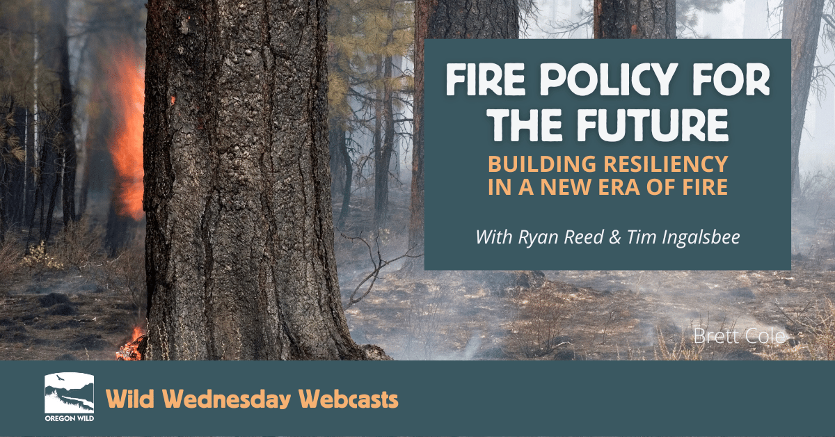 Webcast: Fire Policy for the Future - Building resiliency in an era of fire - image of large ponderosa pine trees with their trunks burned black by a prescribed fire