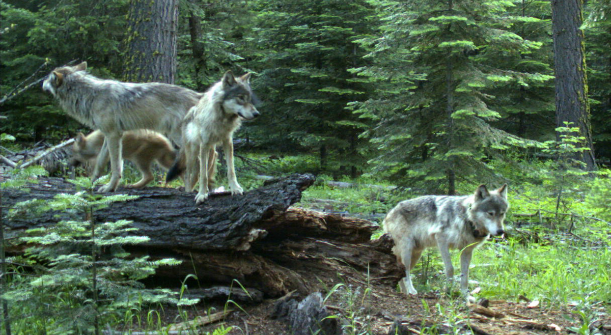 Group of four wolves standing on and around a large downed log