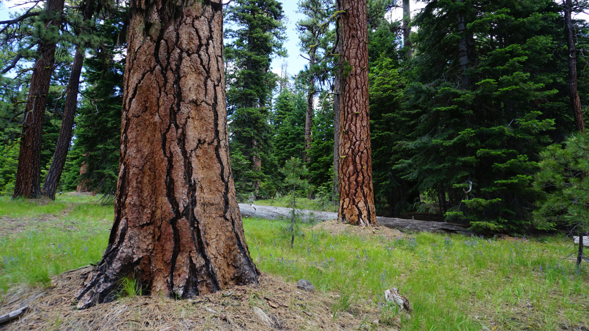 Old growth ponderosa pines growing amongst green grass in the Ochoco National Forest