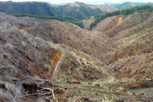 Oregon: Home of the Clearcut
