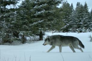 Governor Kate Brown Trashes Her Own Wolf Plan