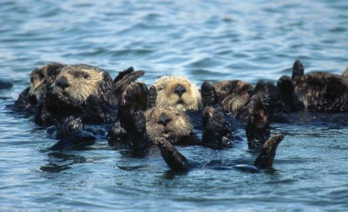 The Lost Sea Otters of Oregon: Part Four