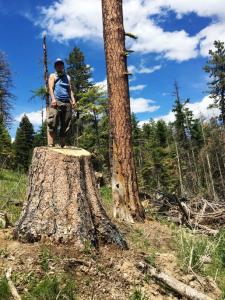 "Photo by Paula Hood from the Blue Mountain Biodiversity Project shows an old growth ponderosa pine logged as part of the Big Mosquito Project on the Malheur National Forest"