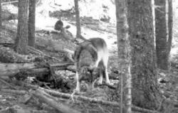 OR7 Trail Cam Capture