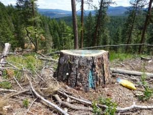 "An old growth ponderosa pine stump created in the Big Mosquito Logging Project on the Malheur National Forest. Photo by Paula Hood of the Blue Mountains Biodiversity Project"