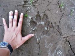 Wolf Track in Mud Oregon Wild