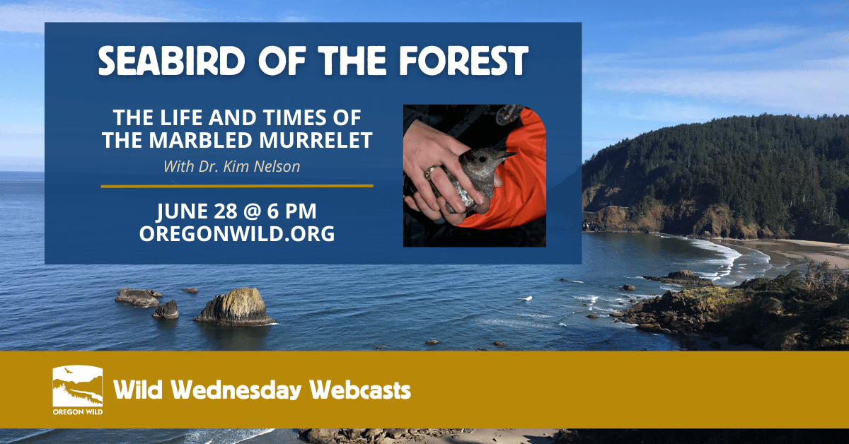 Marbled Murrelet webcast banner