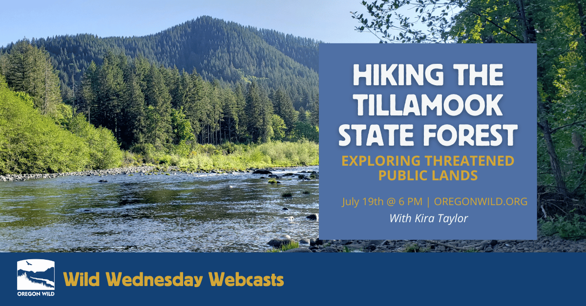 The blue Wilson River runs through the Tillamook State Forest -- Text: Hiking the Tillamook State Forest, Exploring Threatened Public Lands, July 19th at 6 PM