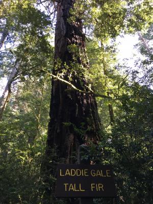 Laddie Gale Tree