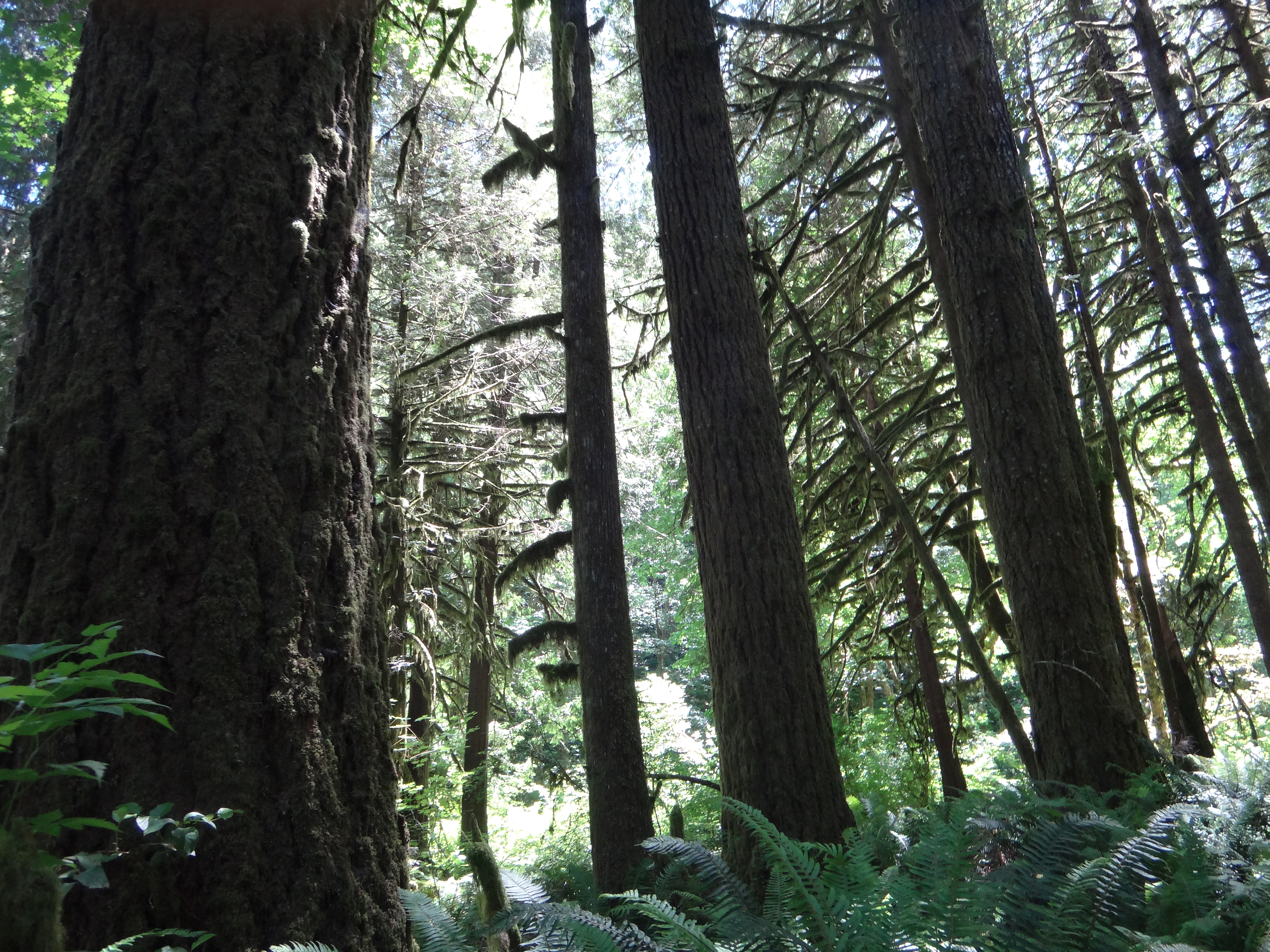 Corporate Greed and Oregon's Forest Waters