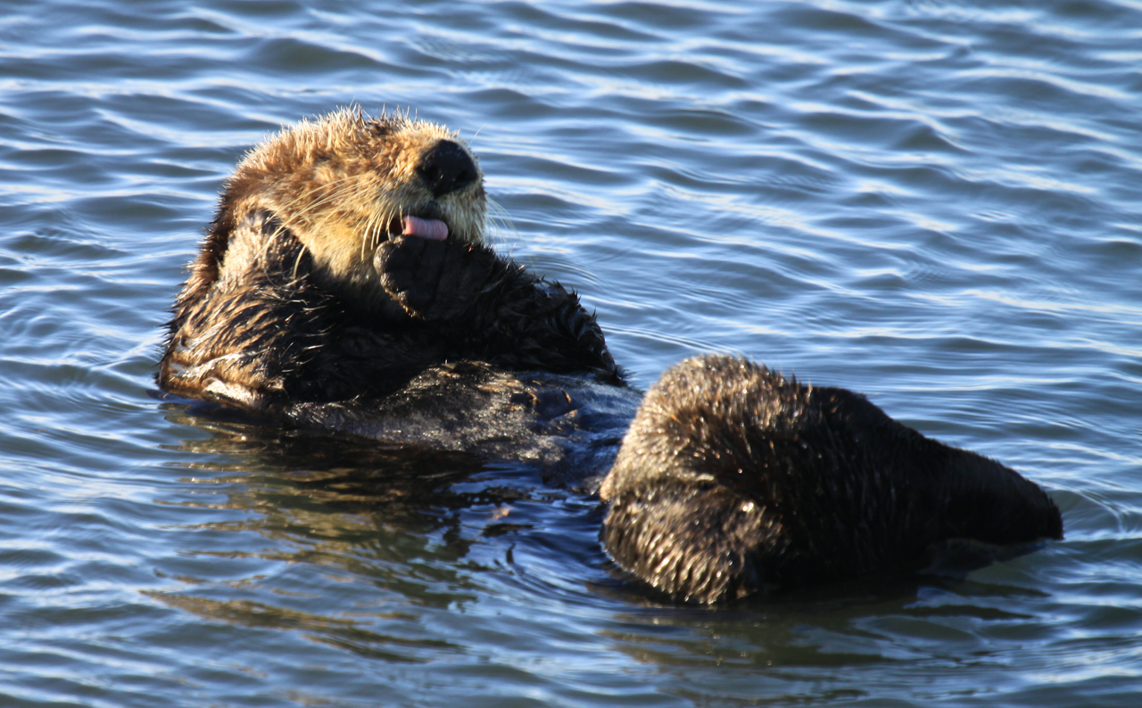 A sea otter reclines in the ocean - photo by USFWS
