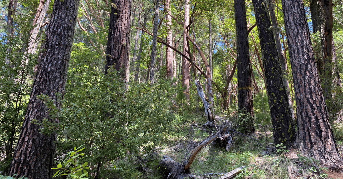 A mature and healthy forest to be logged by the BLM - Penn Butte Sale - photo by Chandra LeGue