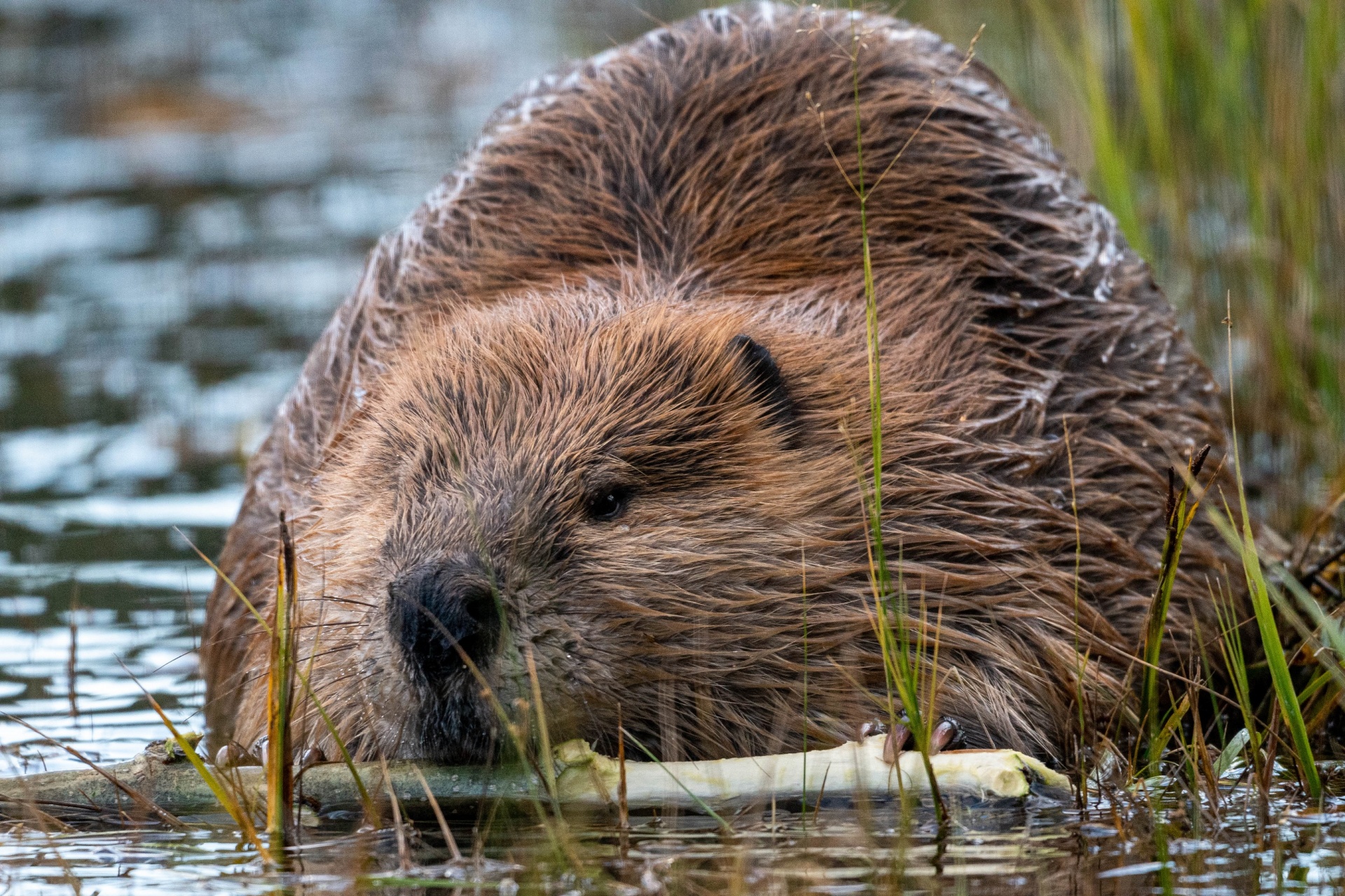 A beaver partially submerged in a pond