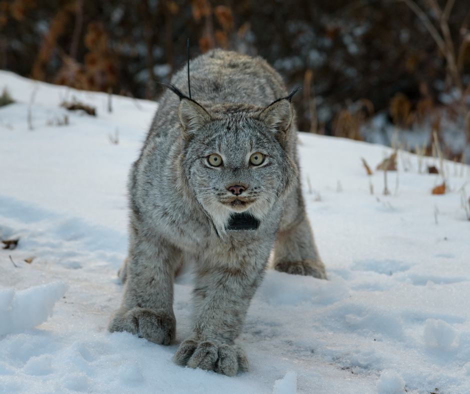 lynx facing the camera while walking through the snow