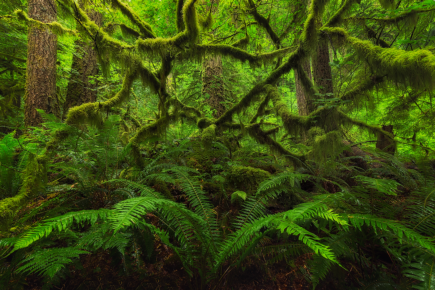 Columbia River Gorge rainforest by Brian Kibbons