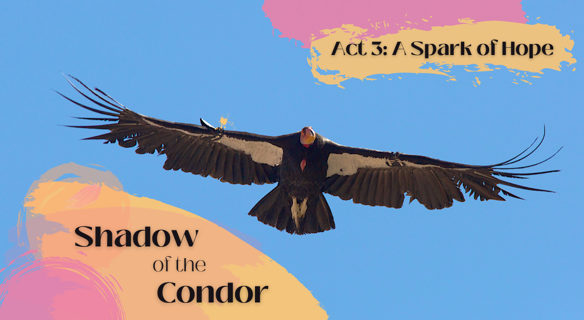 A condor soars in the blue sky