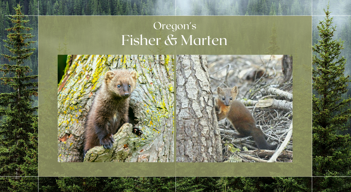 A fisher and a marten with a forest background