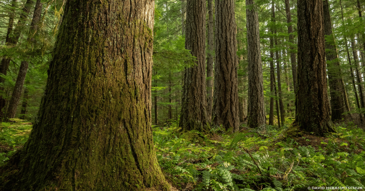 Old forest in the Willamette National Forest (David Herasimtschuk)