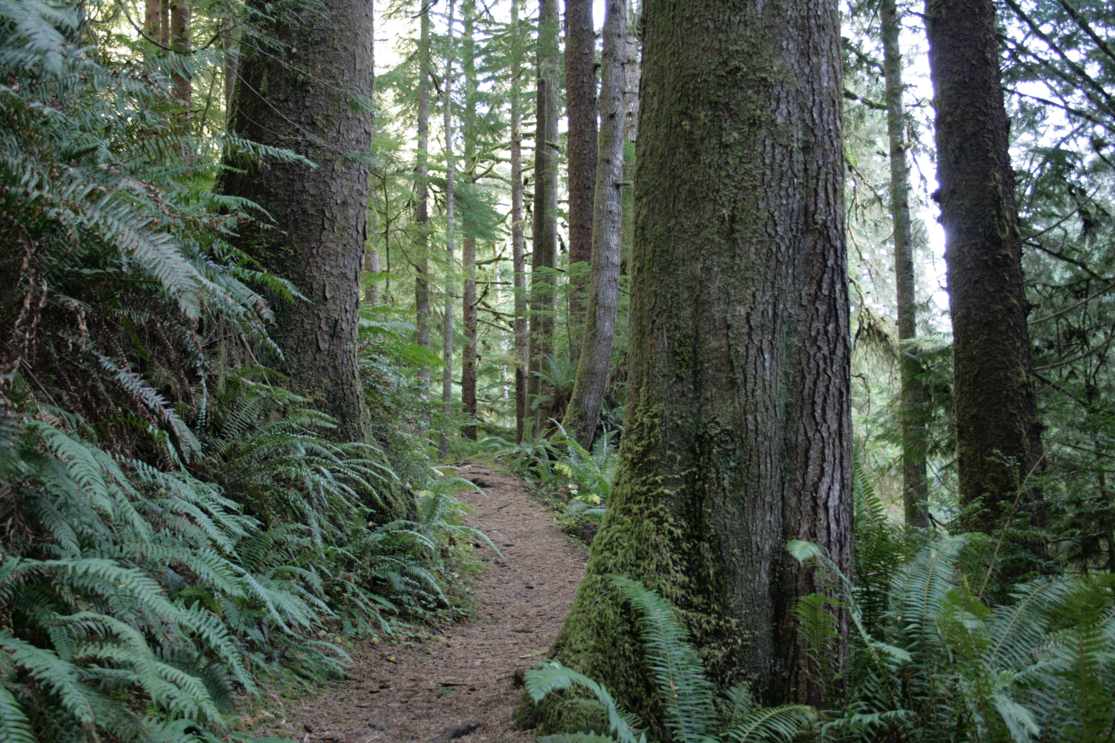 The Gwynn Creek Trail on the Oregon Coast