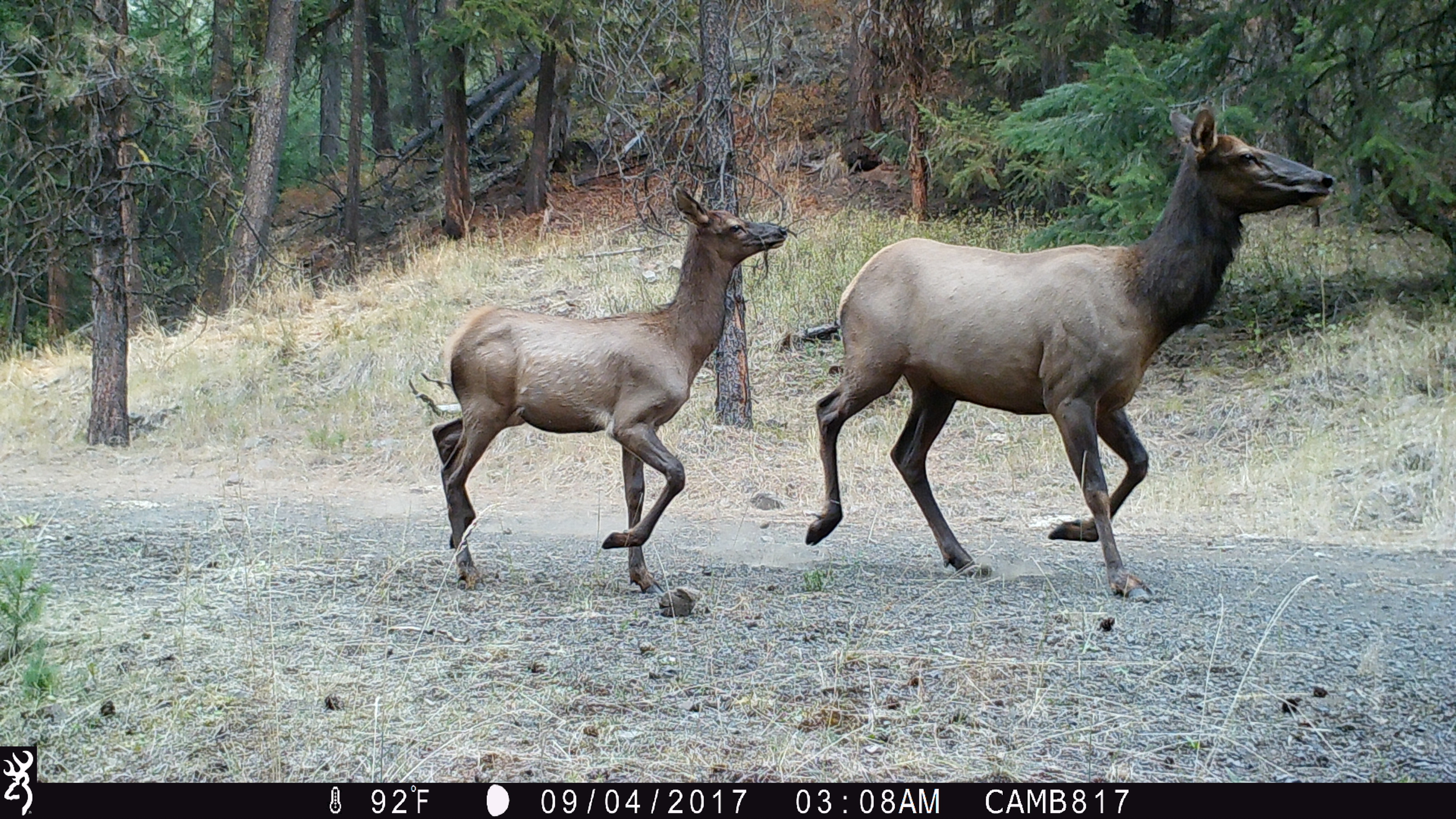 Elk calving suffers when disturbed by people, whether on bikes, hiking, or other modes.