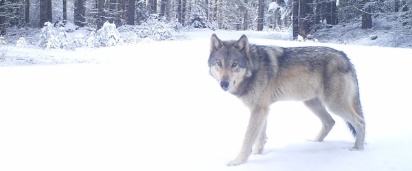Indigo pack wolf: ODFW