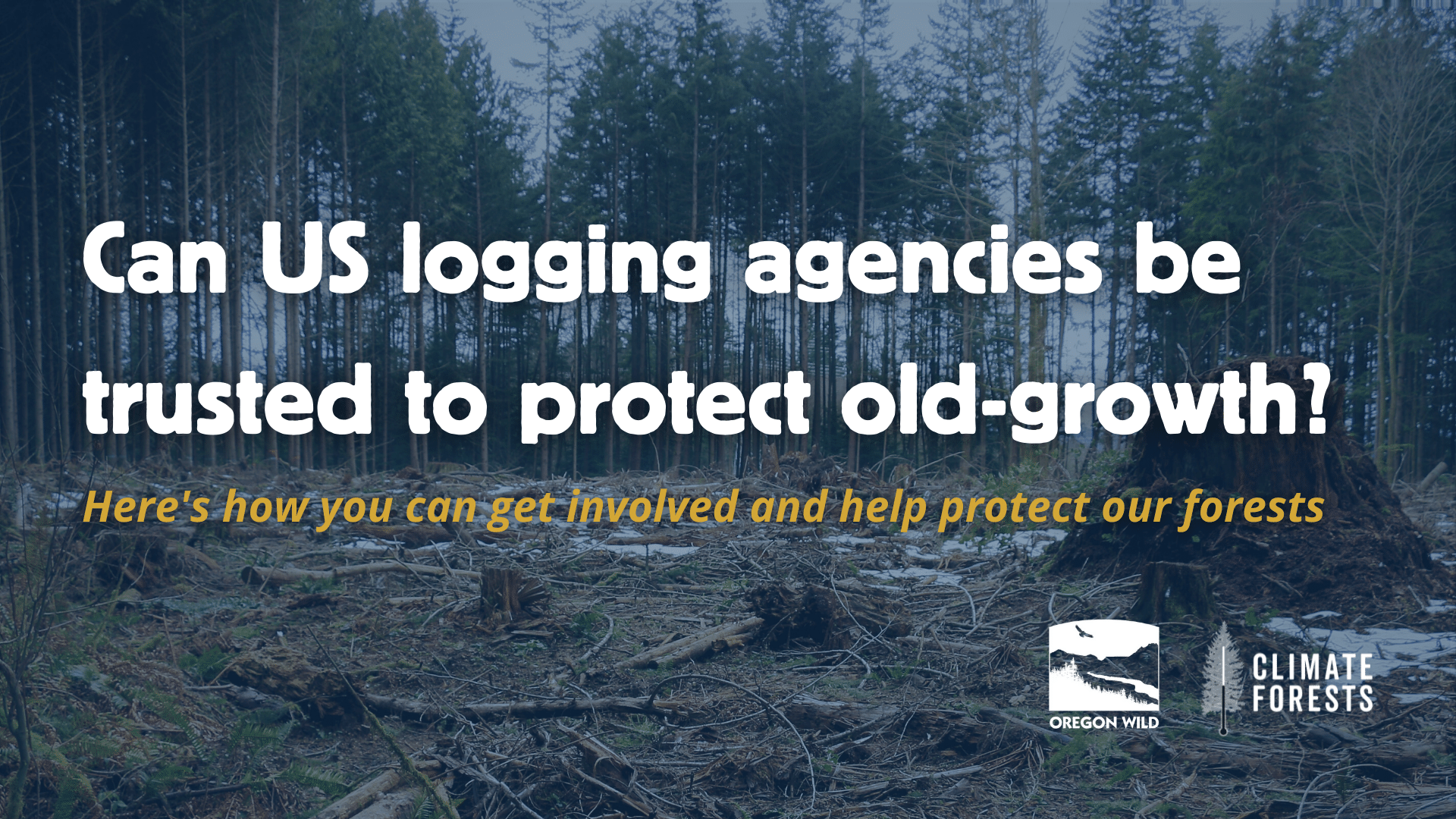Can US logging agencies be trusted to protect old-growth? Here's how you can help
