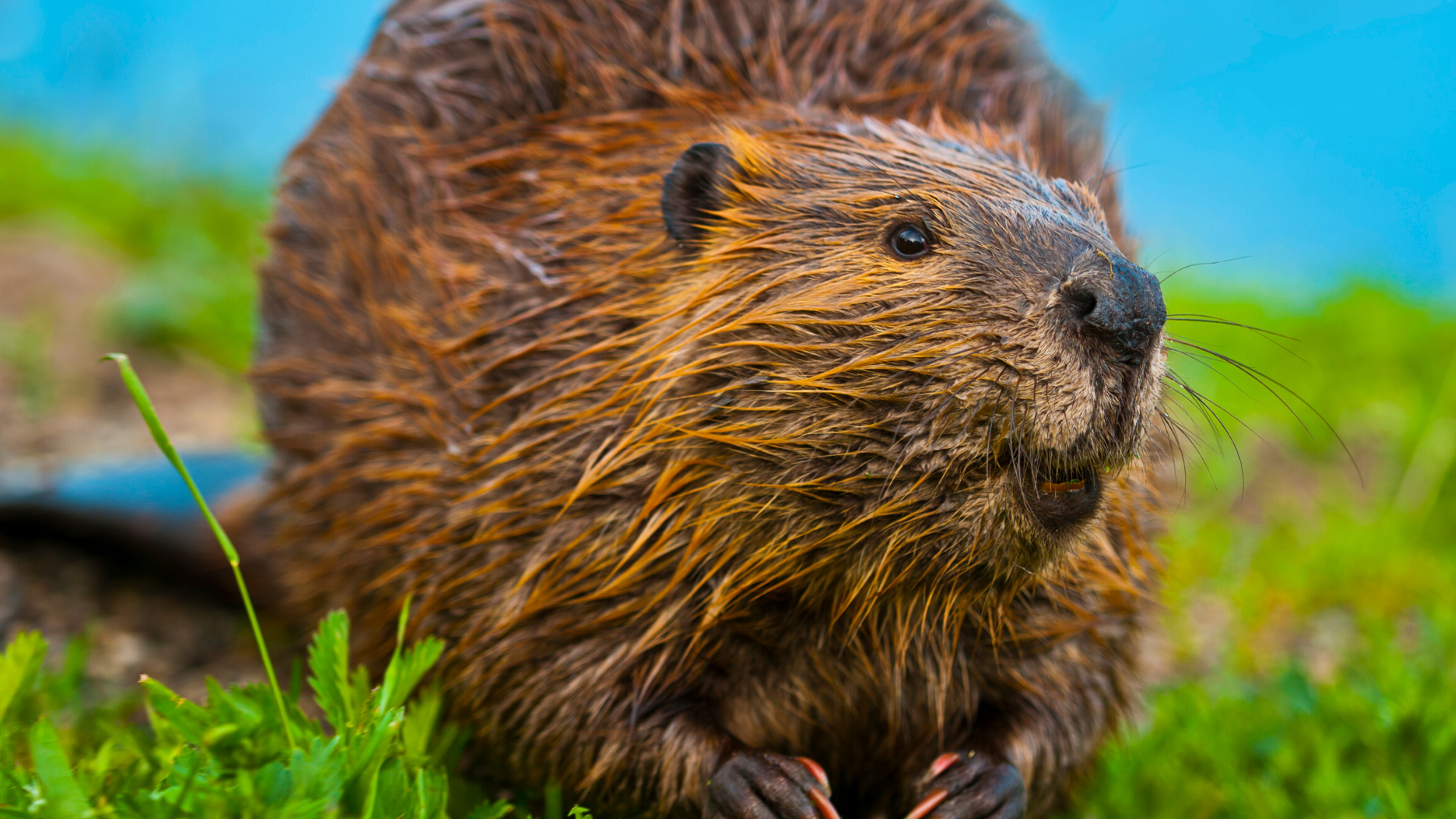 Beaver; Oregon WildBlog