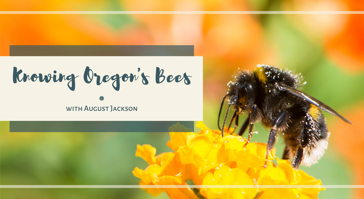 Knowing Oregon's Bees