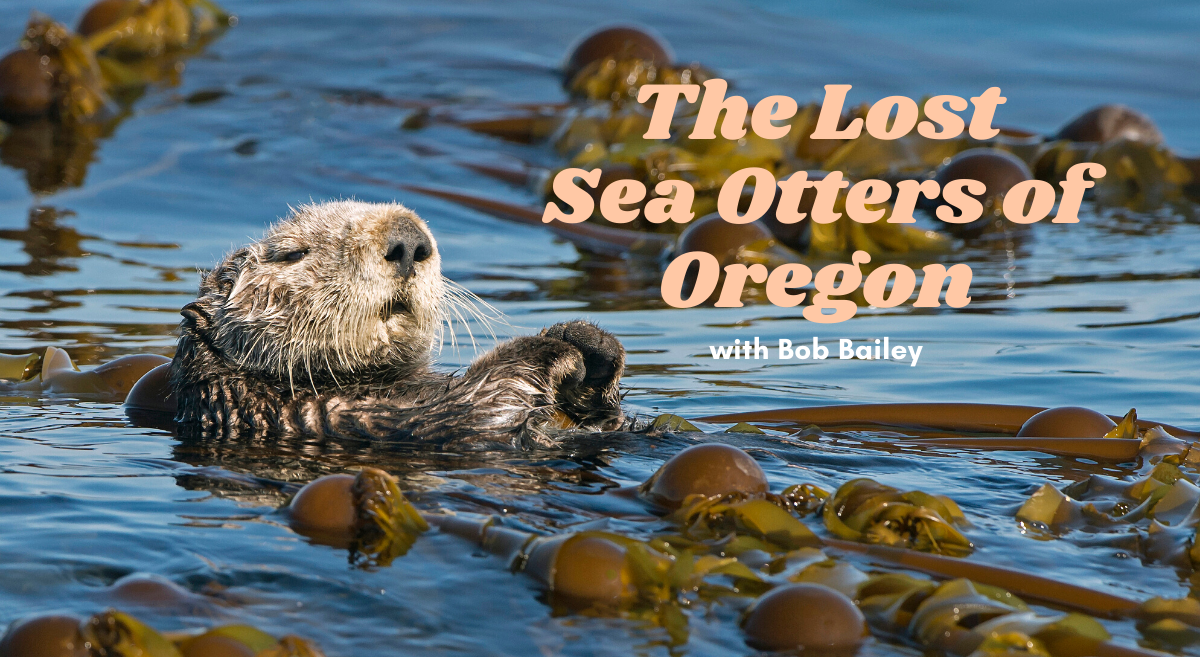 Webcast: The Lost Sea Otters of Oregon