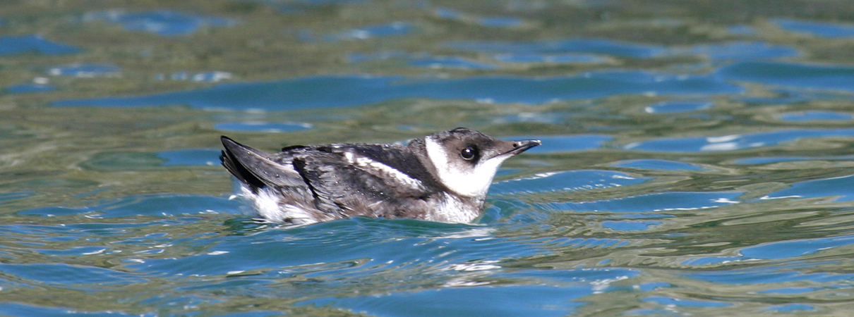 A marbled murrelet with winter plumage floats in the ocean - USFWS