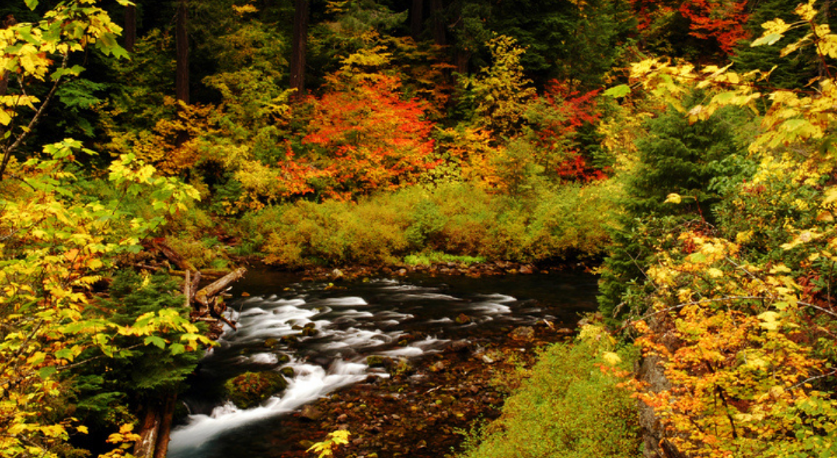A stream runs through a forest with bright falls leaves - the McKenzie River by Greg Lief 