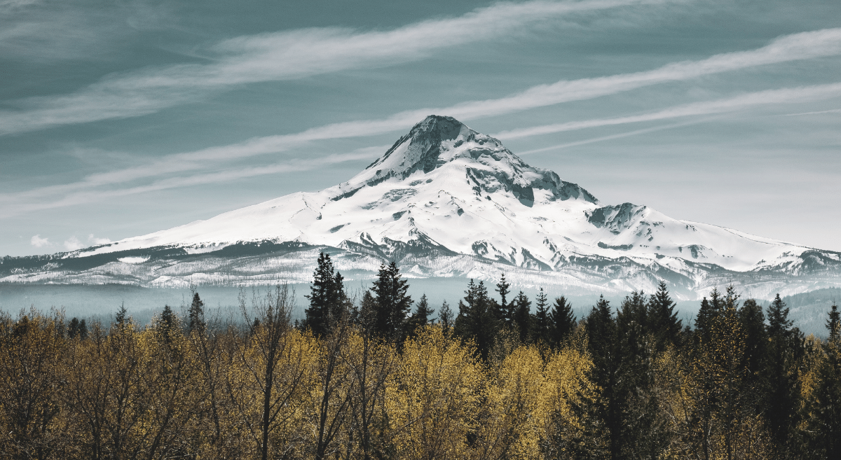 Mount Hood, snowcapped, with trees in the foreground