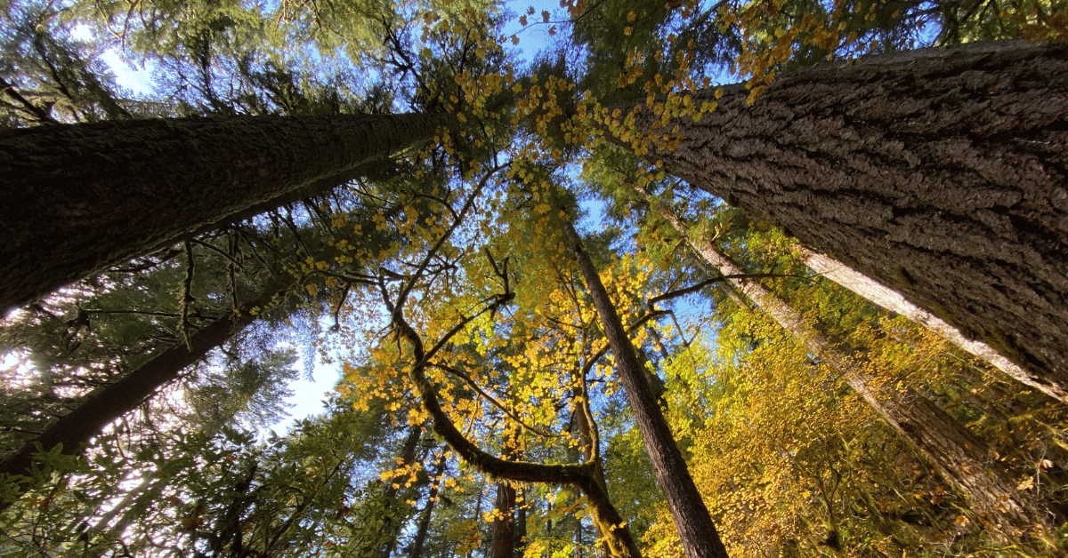 The old-growth forest along the North Fork Smith River in the Coast Range are protected from logging under the Northwest Forest Plan.