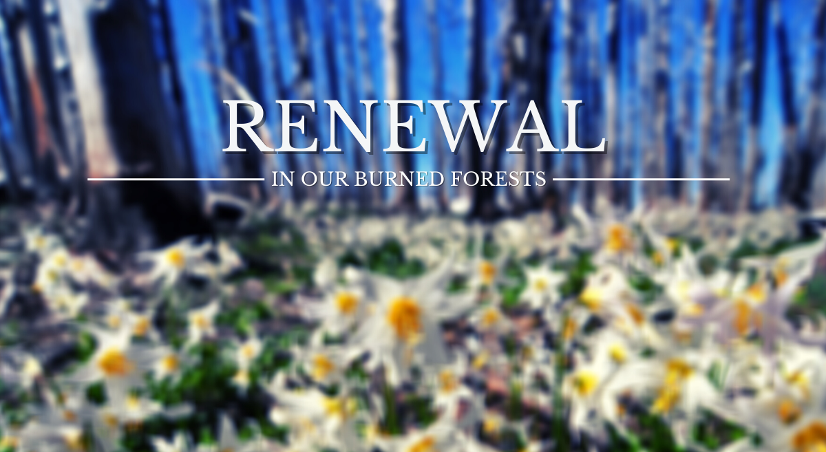 Webcast: Renewal in Our Burned Forests