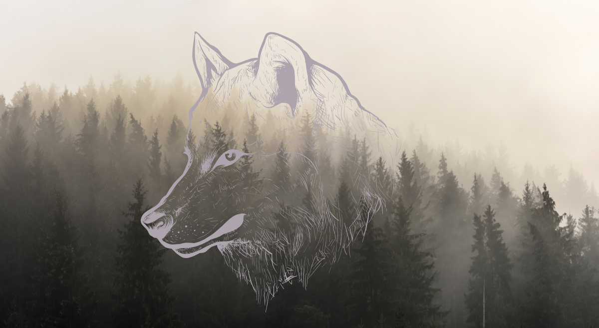 A sketch of a wolf over misty trees