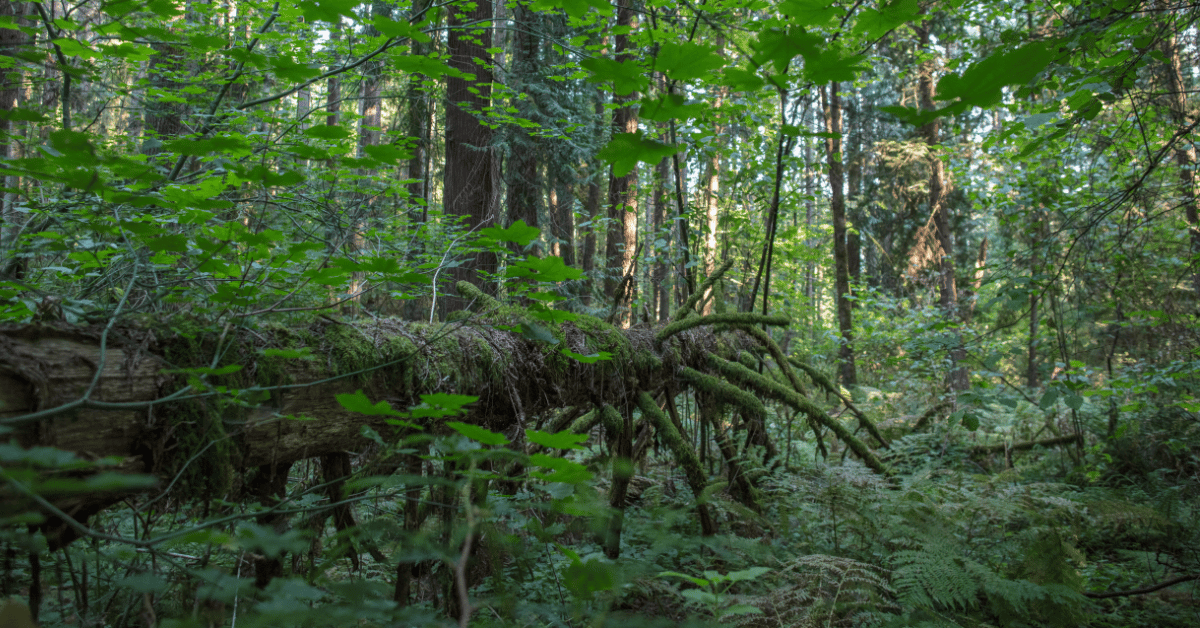 A lush green Oregon forest