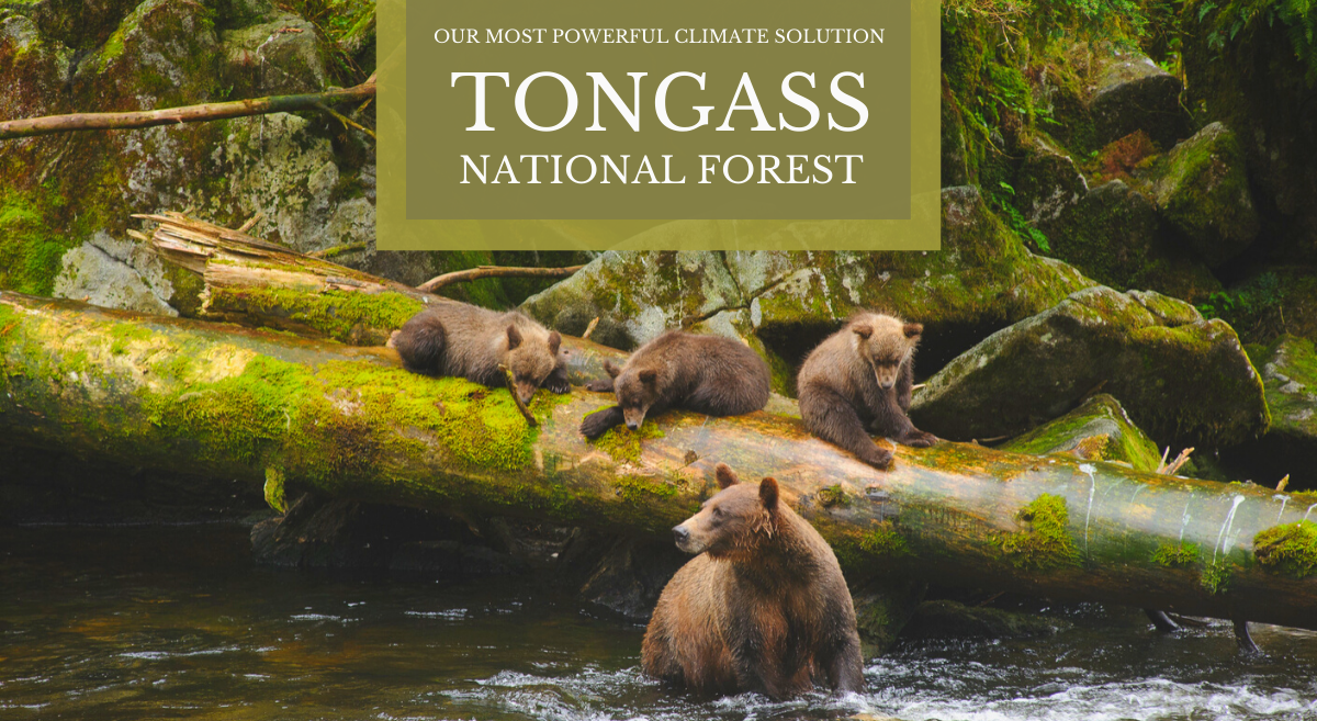 Tongass National Forest: Our Most Powerful Natural Climate Solution - mama grizzly bear and 3 cubs in a river by a large downed tree
