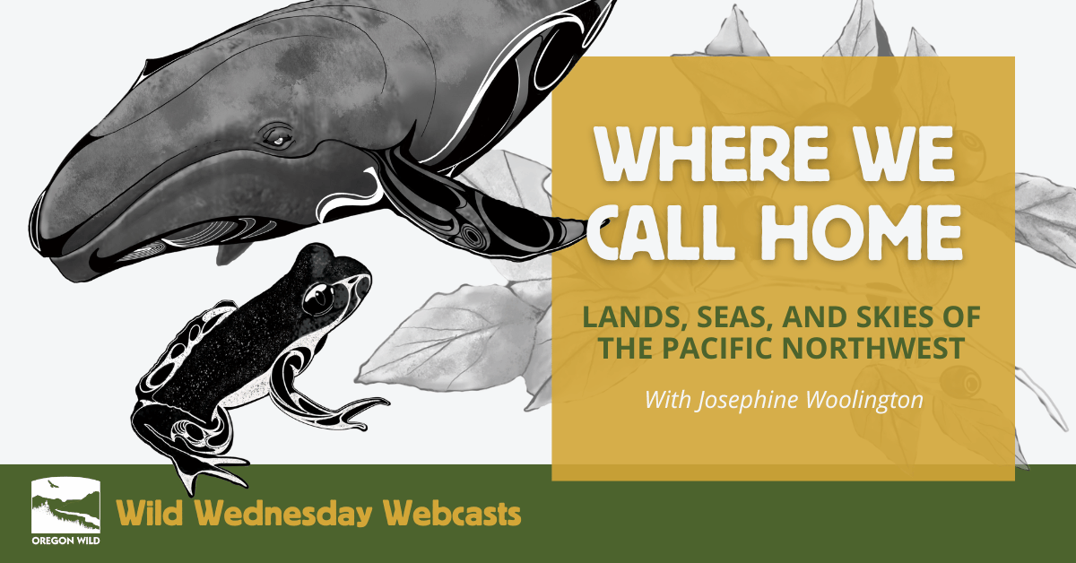 Illustrations of a whale frog and huckleberry by Ramon Shiloh - Where We Call Home Webcast