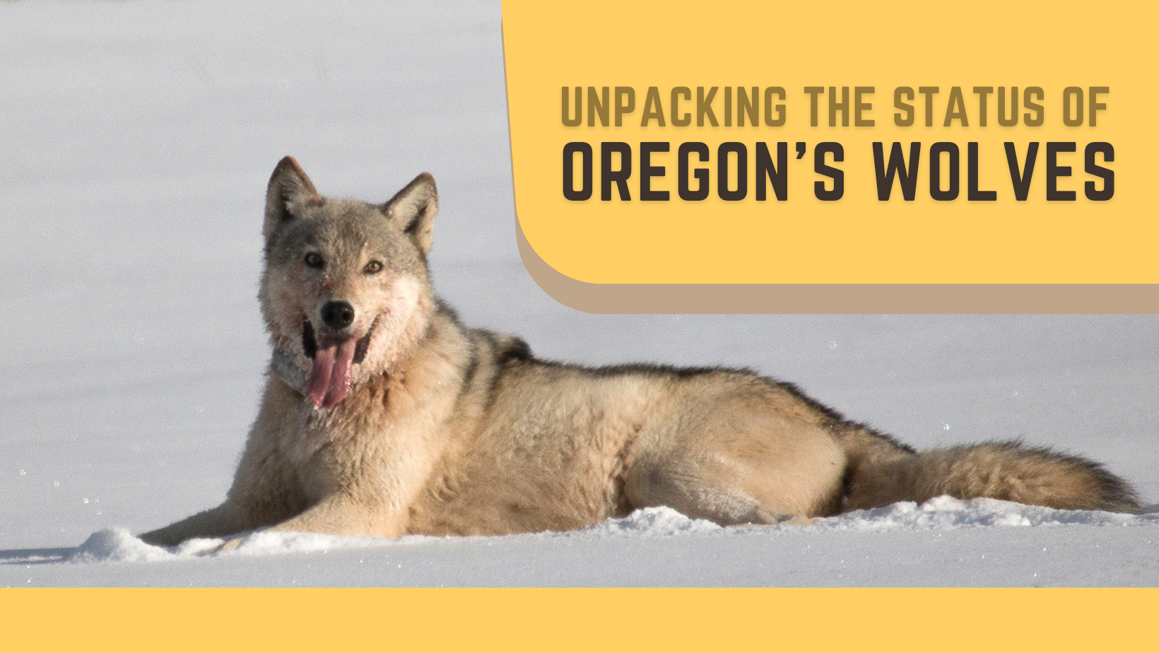 Webcast: Unpacking the Status of Oregon's Wolves