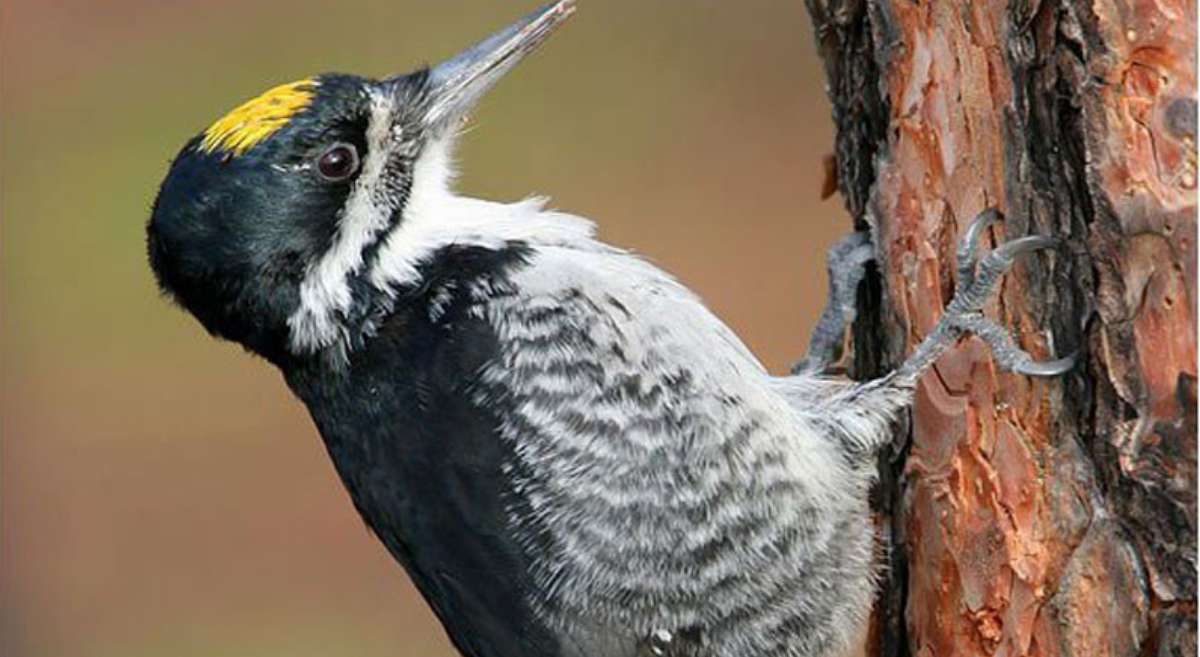 Black-backed woodpecker taken by Tom Munson