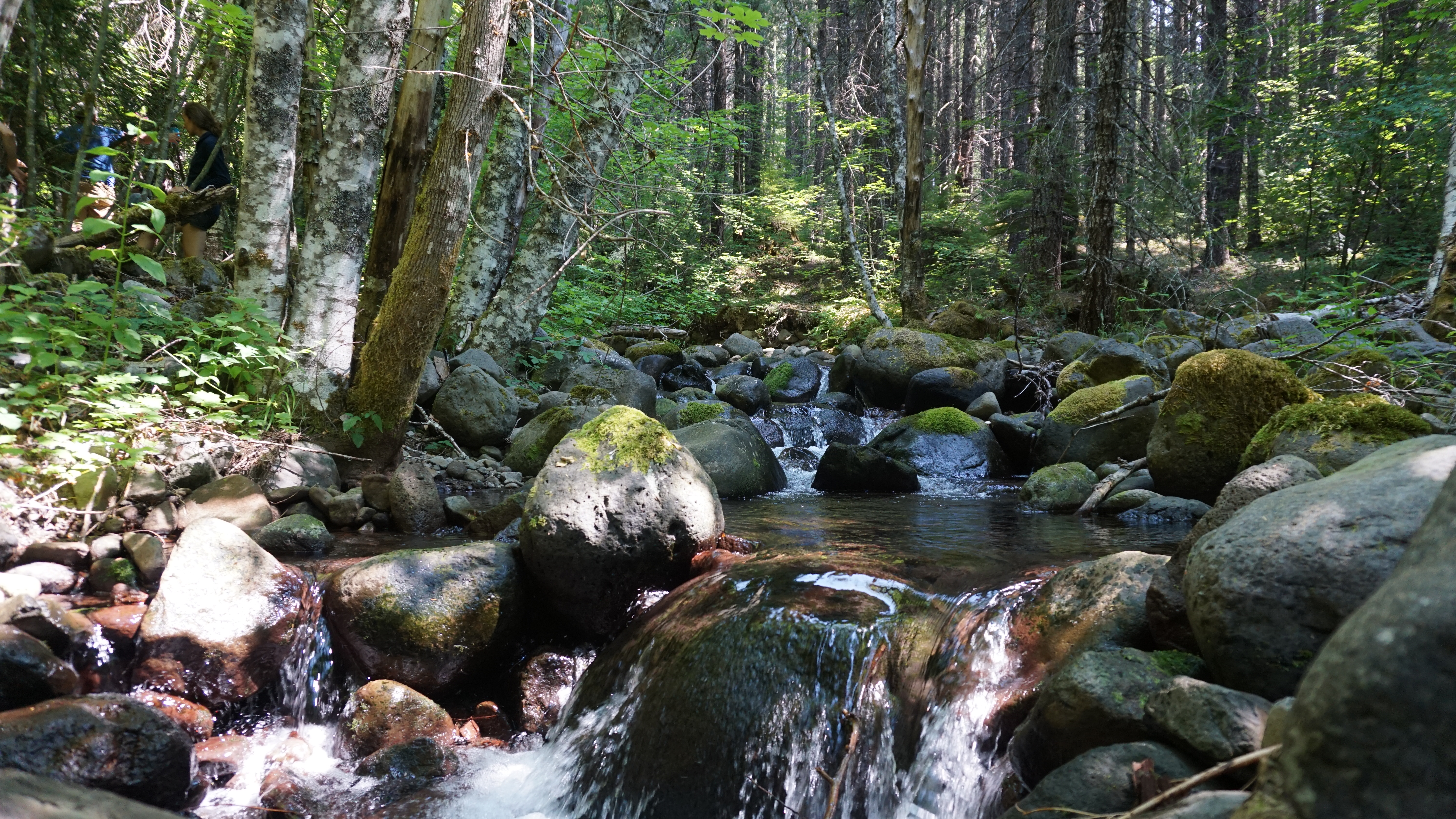 A stream flowing through a previously clearcut forest