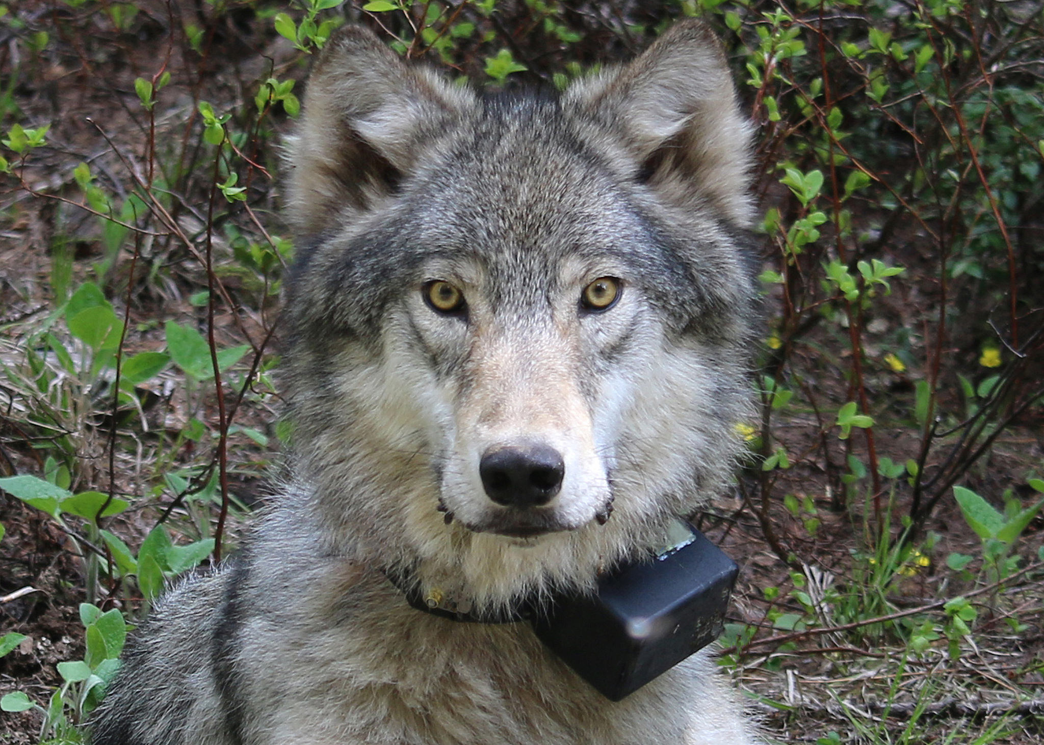 The Collared Wolf: Symbol of the West