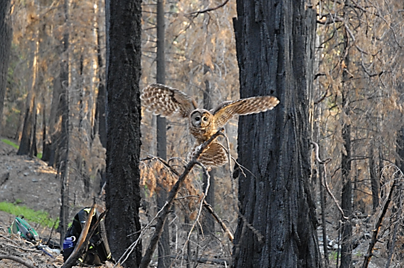 California spotted owl using a burned forest