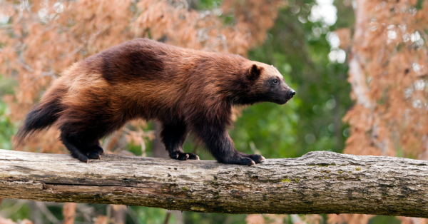 wolverine walking on a downed log