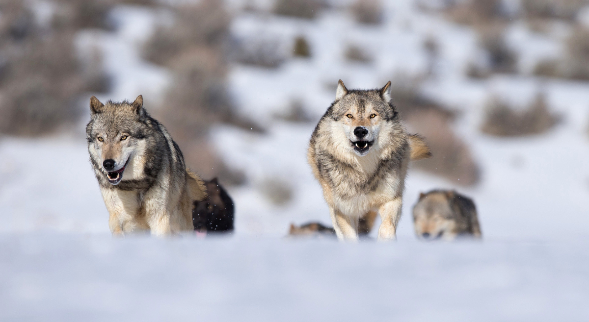 Wolves running up a snowbank