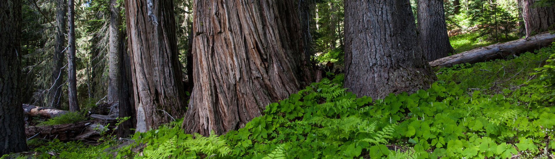 Biden Admin moves to protect our precious mature and old-growth forests.