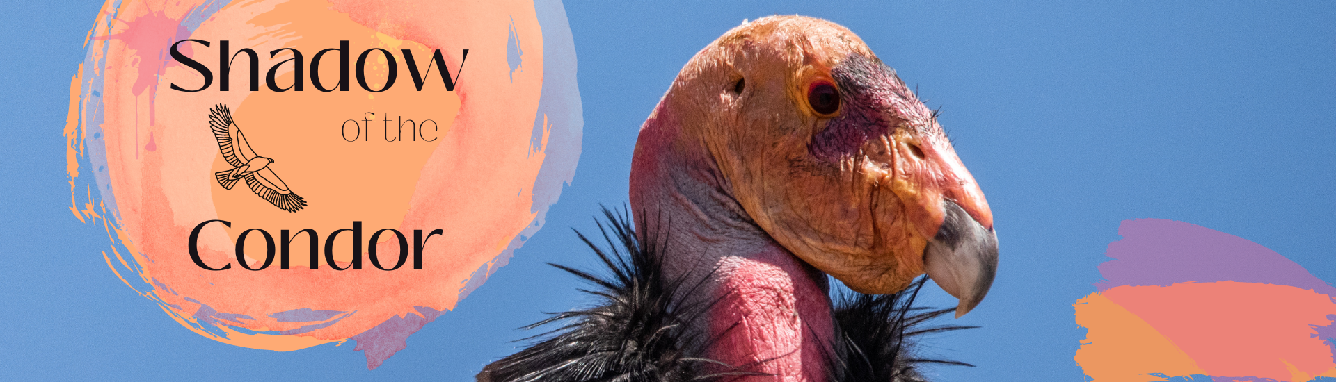 The head of a condor close up with a bright blue sky in the background. Text: Shadow of the Condor