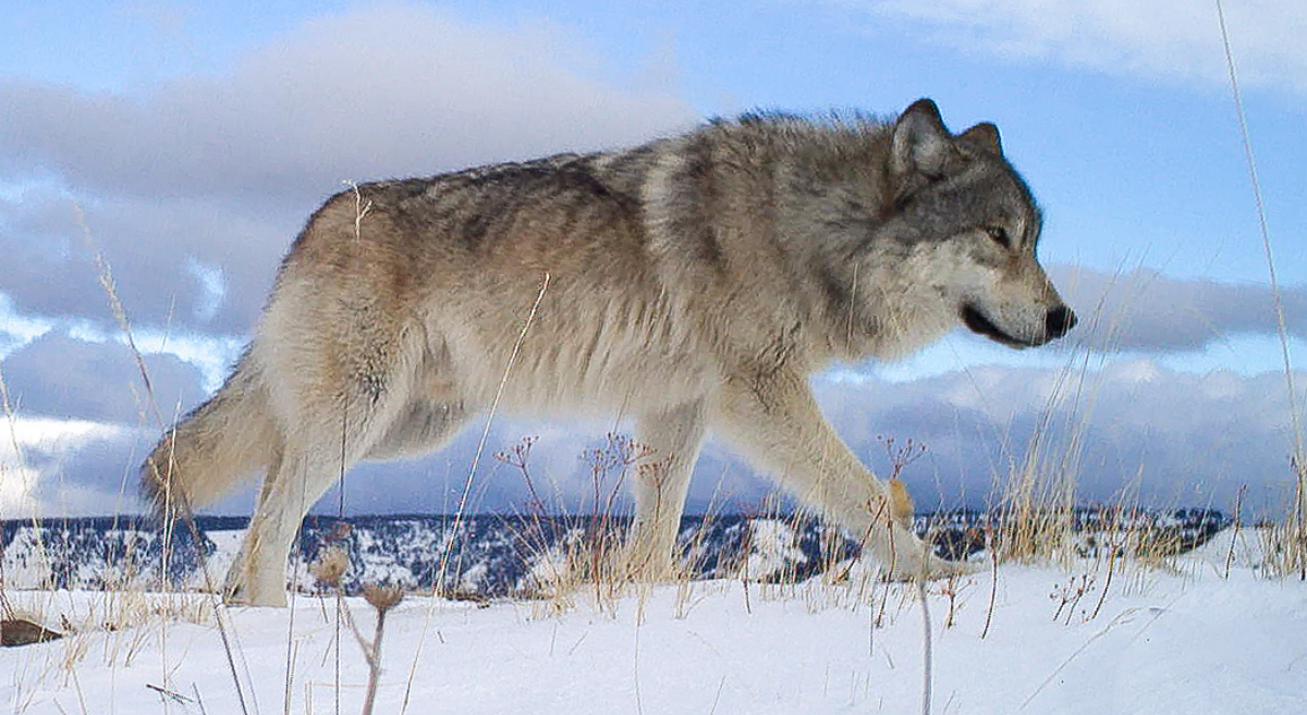 A wolf crosses a snowy grassland in front of the camera by ODFW
