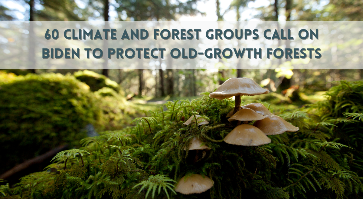 60 Climate and Forest Groups Call on Biden to Protect Old-Growth Forests - text over a verdant green Tongass forest with mushrooms in the foreground and trees out of focus in the background